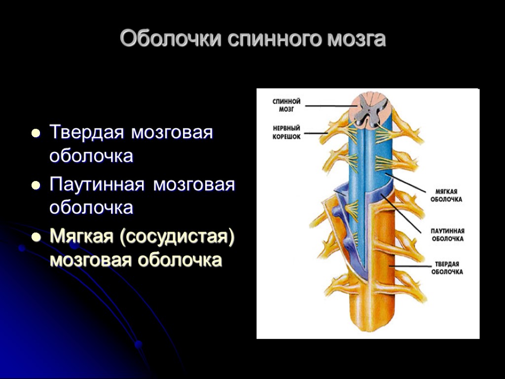 Оболочки спинного мозга Твердая мозговая оболочка Паутинная мозговая оболочка Мягкая (сосудистая) мозговая оболочка